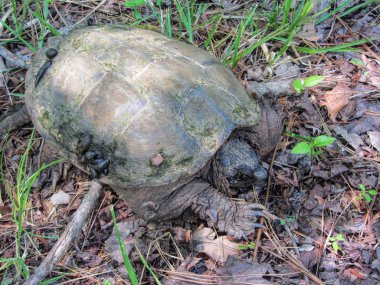 Timsah Snapping Kaplumbağa - Macrochelys temminckii