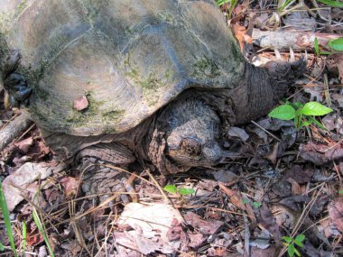 Timsah Snapping Kaplumbağa - Macrochelys temminckii