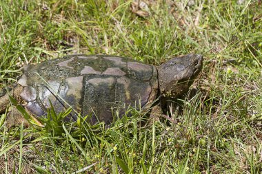 Timsah Snapping Kaplumbağa - Macrochelys temminckii