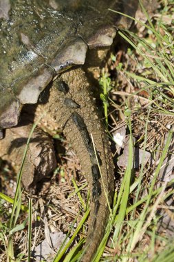Timsah Snapping Kaplumbağa Kuyruk - Macrochelys temminckii