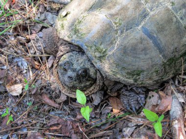 Timsah Snapping Kaplumbağa - Macrochelys temminckii