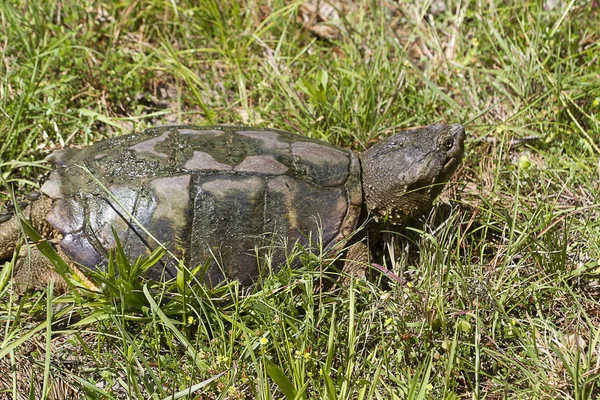 Alligator Schnappschildkröte Macrochelys Temminckii — Stockfoto