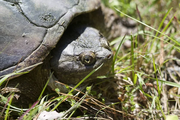 Alligator Schnappschildkröte Macrochelys Temminckii — Stockfoto