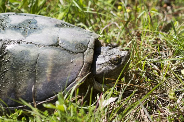 Alligator Schnappschildkröte Macrochelys Temminckii — Stockfoto