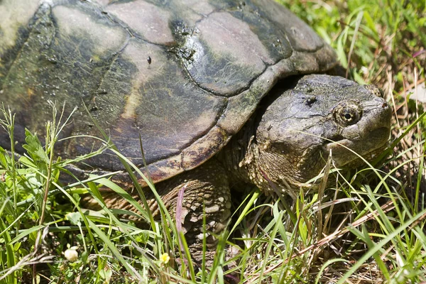 Timsah Snapping Kaplumbağa Macrochelys Temminckii — Stok fotoğraf