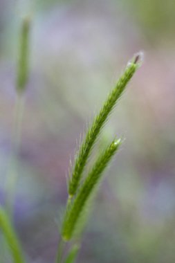 Bataklık Otlar Yeşil Tüyleri - Genel Bitki Örtüsü