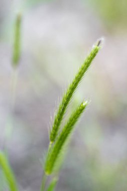 Bataklık Otlar Yeşil Tüyleri - Genel Bitki Örtüsü 