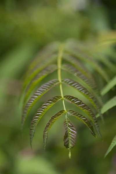 Foglie Sumac Alate Dell Alabama Rhus Copallinum — Foto Stock