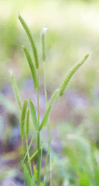 Gramíneas Pântano Plumes Verdes Vegetação Genérica — Fotografia de Stock