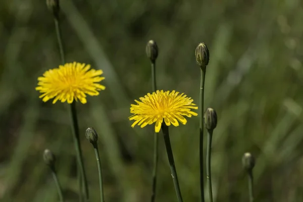 Wysoki Złoty Żółty Ziemniak Mniszek Krigia Wildflowers — Zdjęcie stockowe