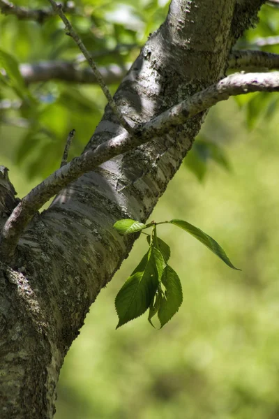 Зеленые Листья Фоне Природы Дерева — стоковое фото