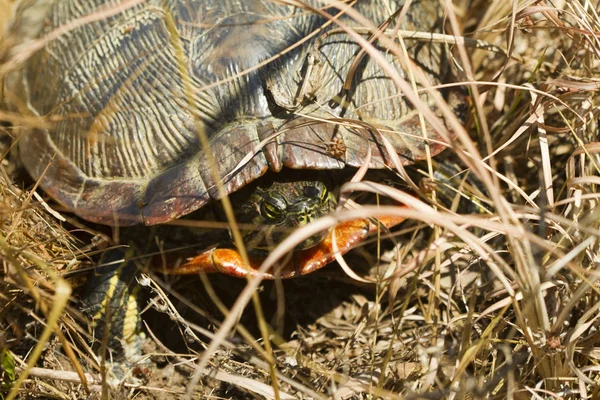 Alabama Red Bellied Turtle Cooter Pseudemys Alabamensis 로열티 프리 스톡 이미지