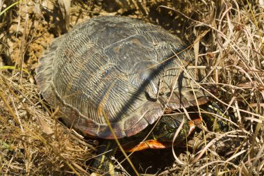 Alabama Red-bellied Turtle - Cooter -  Pseudemys alabamensis