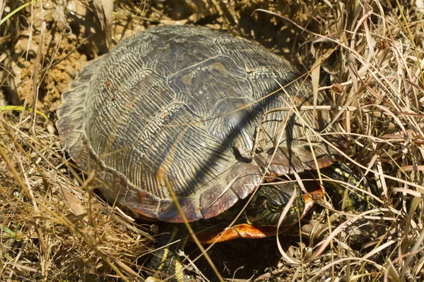 Alabama Tartaruga Dal Ventre Rosso Cooter Pseudemys Alabamensis — Foto Stock