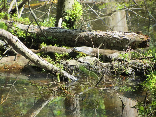 Alabama Black Water Snake Log Southern Water Snake Nerodia Fasciata — Fotografia de Stock