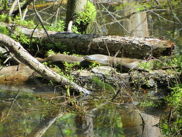 Alabama Schwarze Wasserschlange Auf Baumstamm Südliche Wasserschlange Nerodia Fasciata — Stockfoto