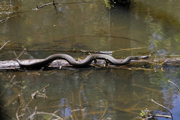 圆木上的阿拉巴马黑水蛇 南方水蛇 — 图库照片
