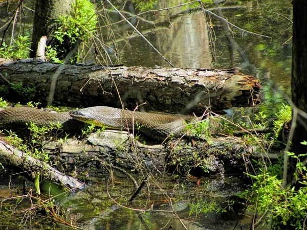 Serpent Eau Noire Alabama Sur Tronc Serpent Eau Sud Nerodia — Photo
