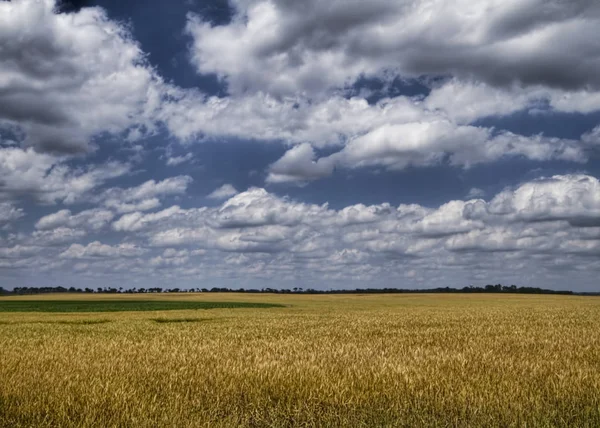 Krásné Oblačné Modré Nebe Nad Pšeničným Polem — Stock fotografie