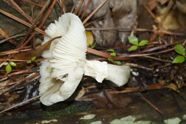 White Alabama Wild Mushroom Gills — Stock Photo, Image