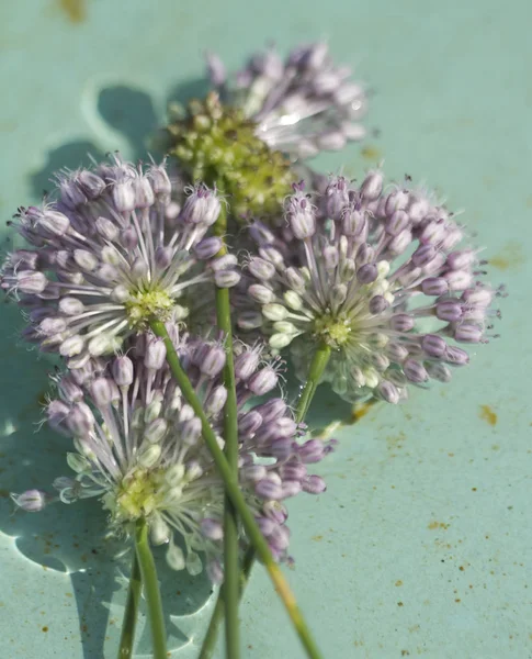Lavendel Wild Allium Wildflowers Wächst Morgan County Alabama Usa — Stockfoto