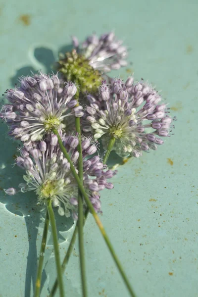 Lavendel Wild Allium Wildflowers Wächst Morgan County Alabama Usa — Stockfoto