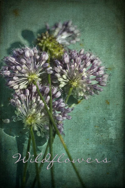 Lavender Wild Allium Wildflowers Pěstování Morgan County Alabama Usa — Stock fotografie