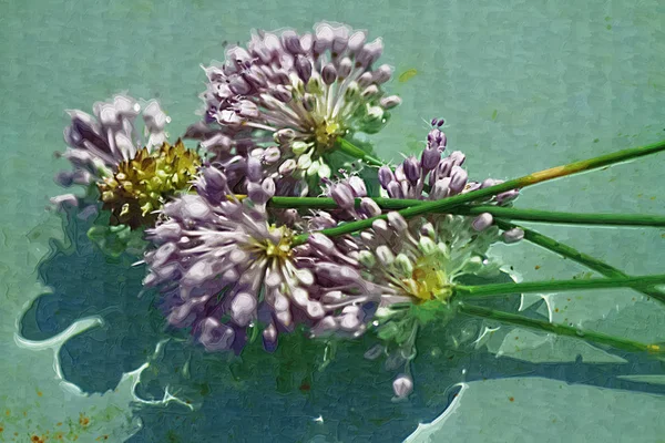 Levandule Allium Volně Rostoucí Květiny Digitálně Malované — Stock fotografie