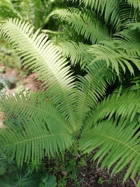 Wunderschöne grüne tropische Blätter. Farn für unterschiedliches Design — Stockfoto