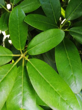 Yapraklar rhododendron, güzel farklı tasarım için açelya
