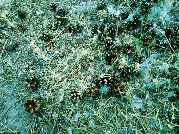 Background Cones Forest Photo — Stock Photo, Image