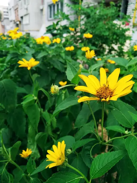 Weicher Fokus Makro Gelbe Blüten — Stockfoto