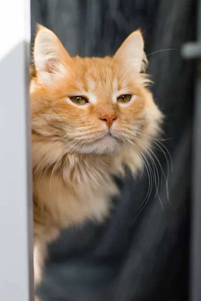 Koyu arkaplanda kırmızı bir kedinin portresi