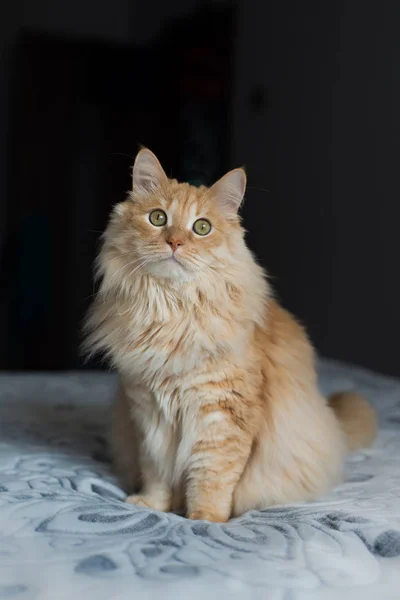 Kırmızı kedi yatakta oturuyor.