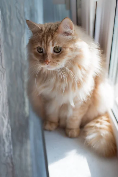 Penceredeki kırmızı kedi