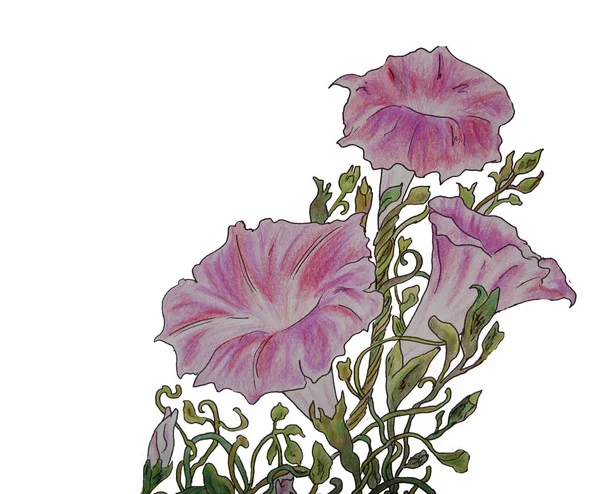 illustration  ipomoea  art drawing flowers pink flower
