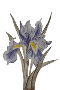 suluboya illüstrasyon çiçekler bahçe irises 