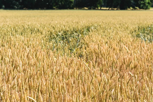 Golden Field Wheat Bad Drrenberg Germany Stock Image