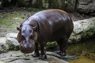 Hayvanat bahçesinde görülen büyük su aygırı