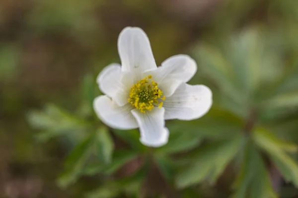 Macro Shot Small Flower — Stock Photo, Image