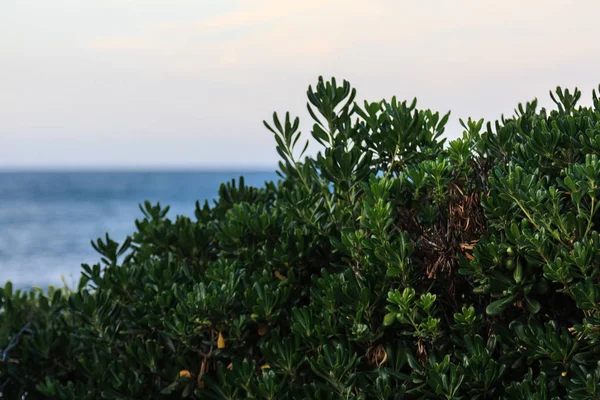 İspanya'nın kuzeyindeki kamp alanından görülen atlantik.