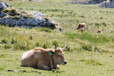 Picos de Europa 'da inekler