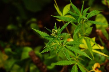 Bulanık yeşil bir arka plan üzerinde Blooming kenevir.