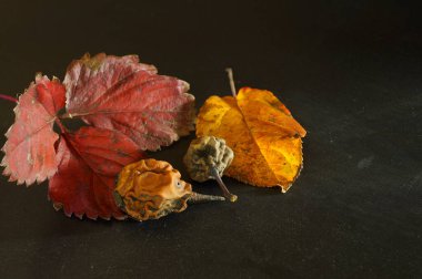 Armutlar solmuş, kırışmış, sonbahar gelmiş, parlak çilek yaprakları ve elma ağaçları..