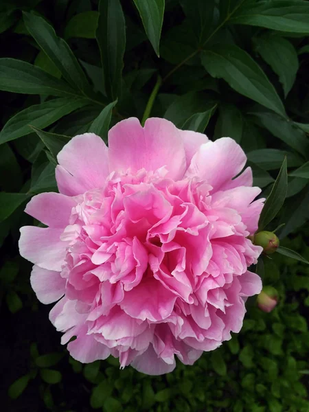 Peônia rosa close-up . — Fotografia de Stock