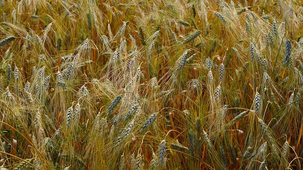 Uši z dozrávající pšenice. — Stock fotografie