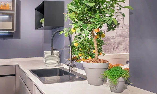 Interior Moderna Cocina Estilo Loft Árbol Mandarina Con Frutas Naranjas — Foto de Stock