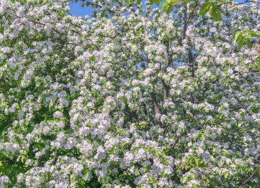 Çiçek açmış elma bahçesi.