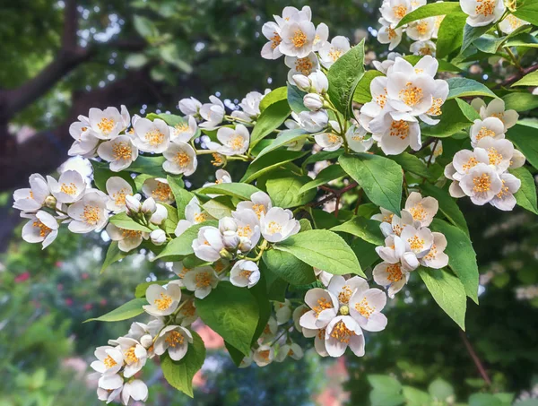 Çiçekli Yasemin, Chubushnik, (lat. Philadelphus Şubesi)