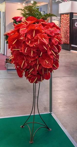 Anthurium Andreanum Fiore Fenicotteri Felicità Dell Uomo Bellissimo Grande Bouquet — Foto Stock